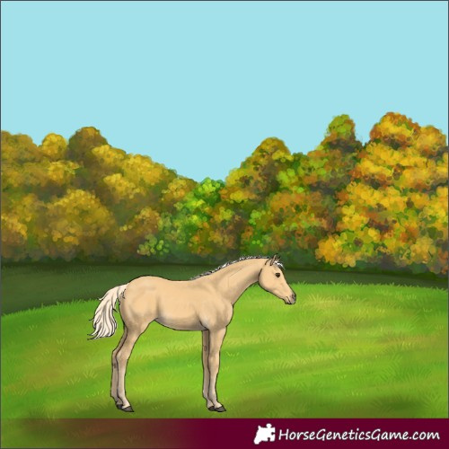 Horse Color:Palomino