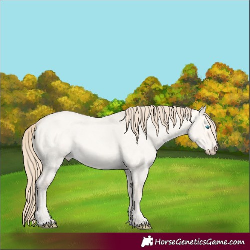 Horse Color:Perlino Roan Dun