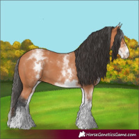 Horse Color:White Spotted Bay 