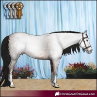 Horse Color:Gray Sable Champagne Sabino Rabicano 