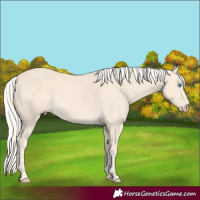 Horse Color:Cremello 