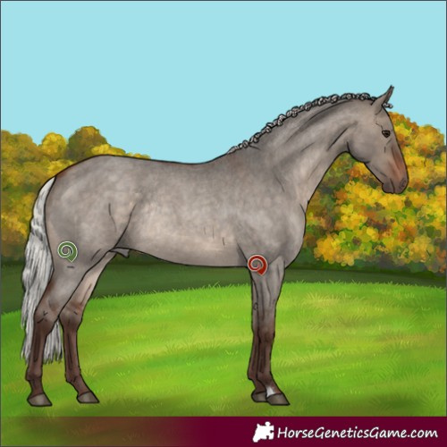 Horse Color:Silver Brown Roan Dun Rabicano 