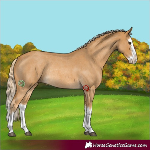 Horse Color:Palomino Roan Splash Rabicano 