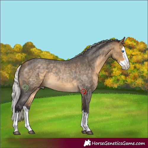 Horse Color:Silver Buckskin Roan Splash Rabicano 