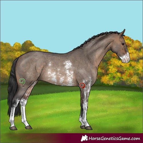 Horse Color:Brown Roan Dun Sabino Rabicano 