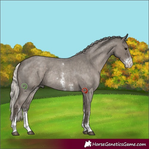 Horse Color:Silver Grullo Roan Sabino Rabicano 