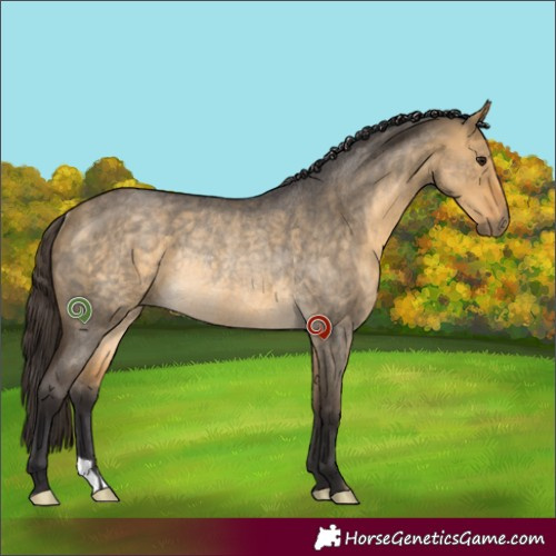 Horse Color:Buckskin Roan Dun Rabicano 
