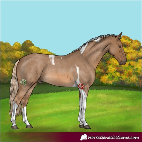 Horse Color:Chocolate Palomino Roan Tobiano Rabicano 