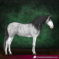 Horse Color:Blue Roan Splash 