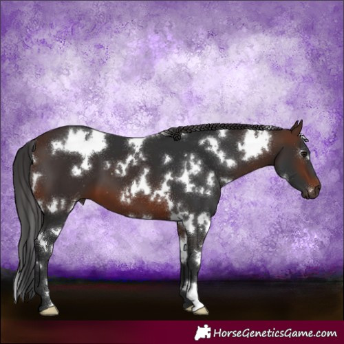 Horse Color:White Spotted Brown