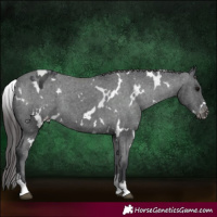 Horse Color:White Spotted Black Varnish