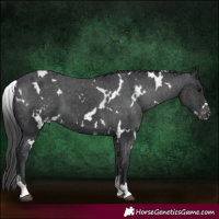 Horse Color:White Spotted Black Appaloosa