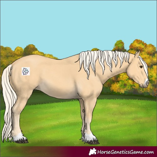Horse Color:Palomino 