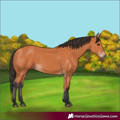 Horse Color:Bay 