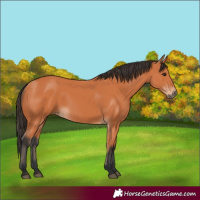 Horse Color:Bay 