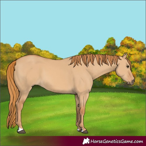 Horse Color:Red Dun