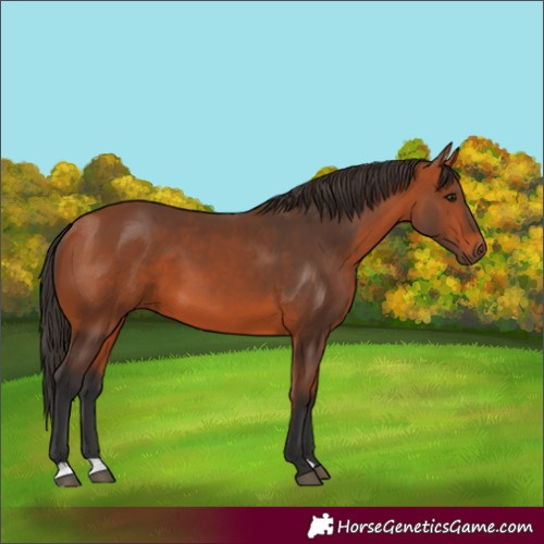 Horse Color:Bay 