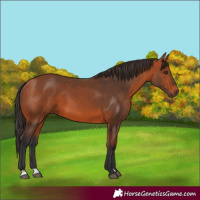 Horse Color:Bay 