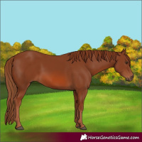 Horse Color:Chestnut 