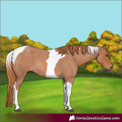 Horse Color:Red Roan Tobiano