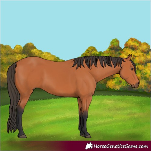 Horse Color:Bay 