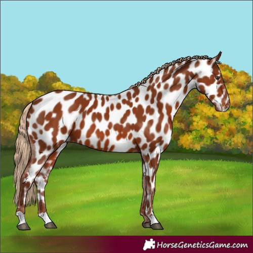Horse Color:Chestnut Near Leopard 