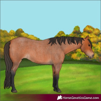 Horse Color:Bay Roan 