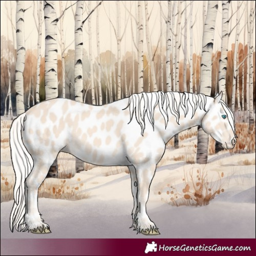 Horse Color:Cremello Appaloosa 
