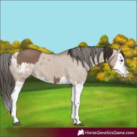 Horse Color:Liver Red Dun Splash  and Liver Red Dun Splash Appaloosa 