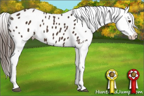 Horse Color:Liver Chestnut Appaloosa 