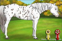 Horse Color:Liver Chestnut Appaloosa
