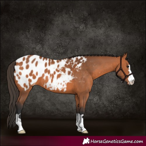 Horse Color:Bay Appaloosa
