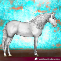 Horse Color:Silver Black Sabino Appaloosa Rabicano