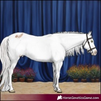 Horse Color:Silver Sable Champagne Sabino Appaloosa 