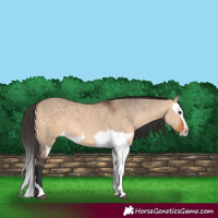 Horse Color:Bay Dun  and Bay Dun Splash 