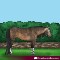 Horse Color:Brown Dun  and Gray Brown Dun 