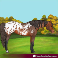 Horse Color:Bay Appaloosa 