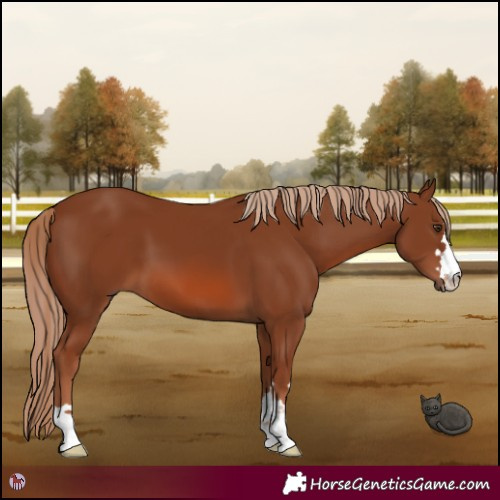 Horse Color:Chestnut 