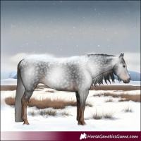 Horse Color:Gray White Spotted Liver Chestnut 