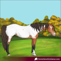 Horse Color:Bay Appaloosa
