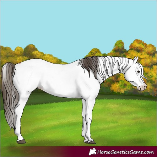 Horse Color:Bay Fewspot