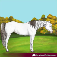 Horse Color:Bay Fewspot 