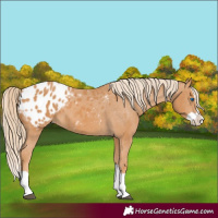 Horse Color:Chestnut Splash Appaloosa 
