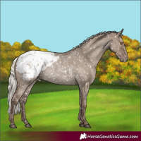 Horse Color:Silver Grullo Roan Appaloosa Rabicano 