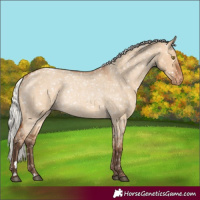 Horse Color:Silver Bay Roan Dun Appaloosa Rabicano