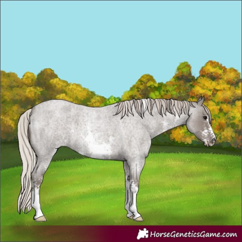 Horse Color:Silver Blue Roan Sabino 
