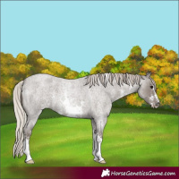Horse Color:Silver Blue Roan Sabino 