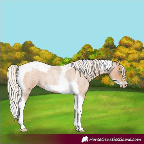 Horse Color:Silver Blue Roan Pearl Tobiano Frame 
