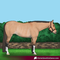 Horse Color:Bay Dun Rabicano