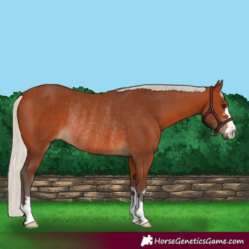 Horse Color:Silver Bay Rabicano 